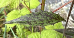 Hieracium maculatum