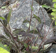 Hieracium maculatum