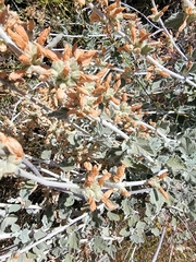 Malacothamnus arcuatus