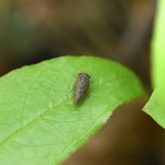 Agallia quadripunctata
