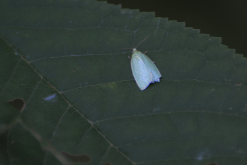 Tortrix viridana