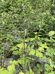 Hieracium maculatum