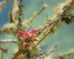 Tillandsia