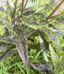 Hieracium maculatum