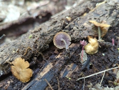 Baeospora myriadophylla