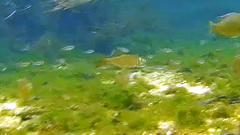 Notemigonus crysoleucas