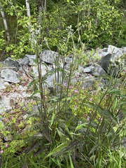 Hieracium maculatum