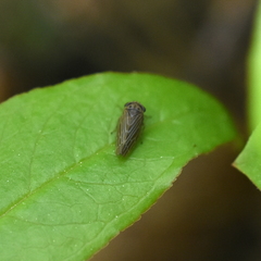 Agallia quadripunctata