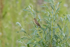 Hippolais polyglotta