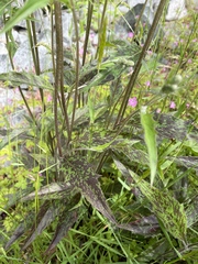 Hieracium maculatum