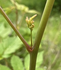 Aruncus dioicus