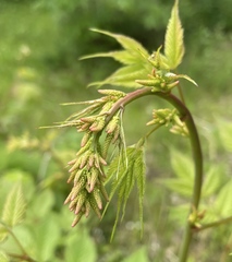 Aruncus dioicus