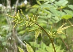 Aruncus dioicus