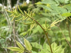 Aruncus dioicus