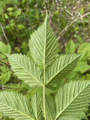 Aruncus dioicus