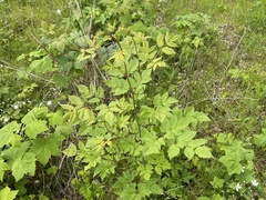 Aruncus dioicus