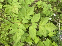 Aruncus dioicus