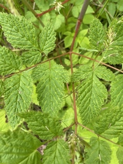 Aruncus dioicus
