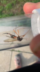 Tanyptera