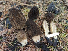 Morchella sextelata