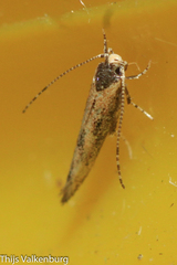 Coccidiphila danilevskyi