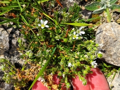Arenaria grandiflora