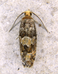 Eucopina