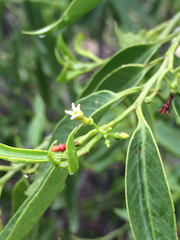 Vallesia glabra