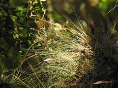 Tillandsia bartramii