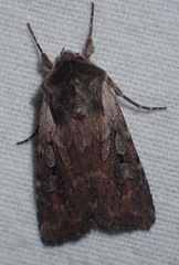 Lycophotia molothina