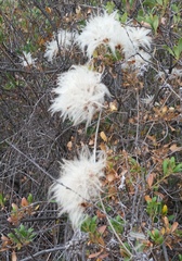 Clematis pauciflora