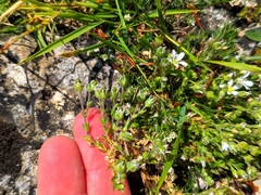 Arenaria grandiflora