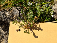 Arenaria grandiflora