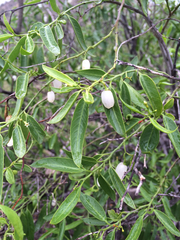 Vallesia glabra
