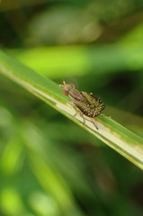 Trypetoptera canadensis