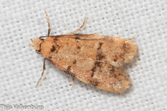 Symmoca tofosella