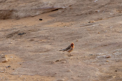 Carpodacus synoicus