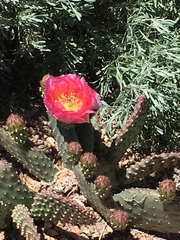 Lithurgopsis apicalis