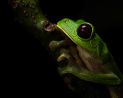 Agalychnis terranova