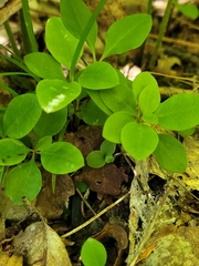 Polygaloides paucifolia