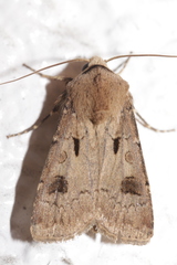 Agrotis exclamationis