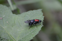 Clitellaria ephippium