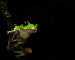 Agalychnis terranova