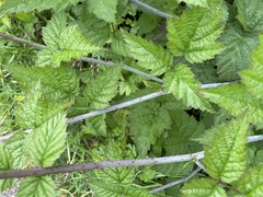 Rubus ursinus