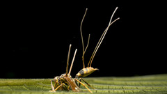 Ophiocordyceps humbertii