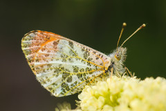 Anthocharis julia