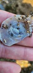 Pterioidea