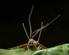 Ophiocordyceps humbertii