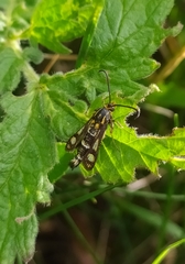 Chamaesphecia empiformis