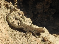 Quedenfeldtia moerens